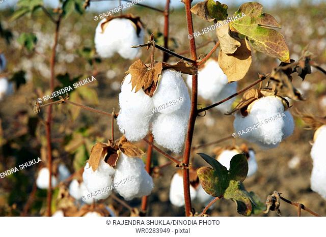 Cotton field , cotton boll burst Gossypium herbaceum ready for harvest , Gujarat , India