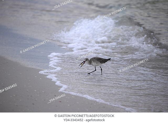 Common Sandpiper (Actitis Hypoleucos), Siesta Key, Sarasota, Florida, USA.