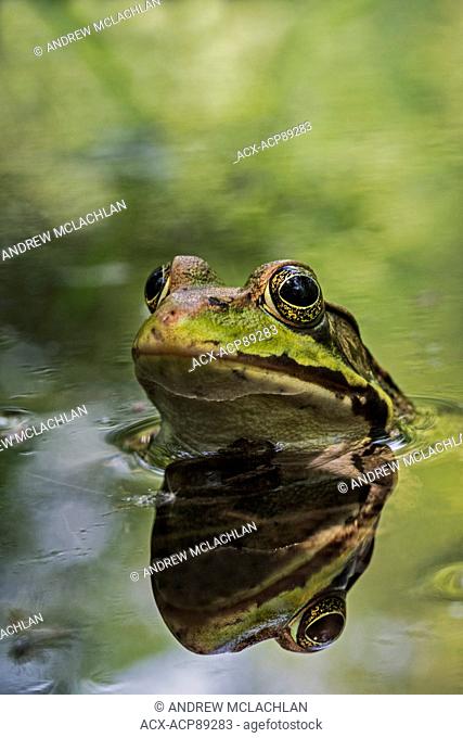 Green Frog (Rana clamitans) and reflection at Tiny Marsh. Tiny Marsh Provincial Wildlife Area, Elmsdale, Ontario, Canada