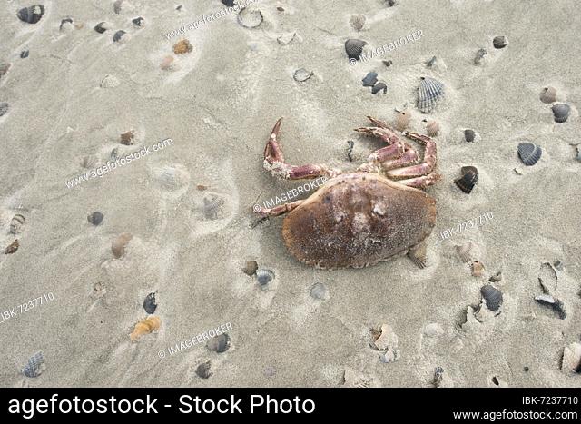 Dead european green crab (Carcinus maenas) between mussel shells on the beach, Langeoog, Lower Saxony, Germany, Europe