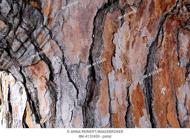 Bark of a pine tree (Pinus pinea), Majorca, Balearic Islands, Spain