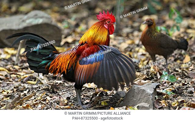 Red Junglefowl (Gallus gallus) male flapping wings, female in background, Kaeng Krachan National Park, Thailand | usage worldwide. - /Thailand