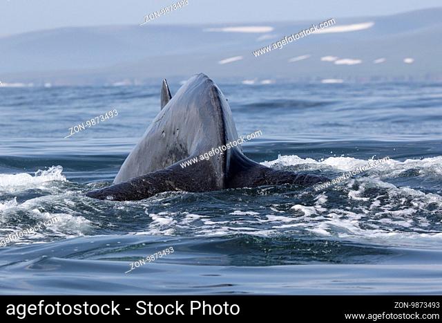 Humpback Whale before diving into the water on the background of the shore