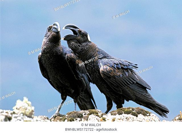 thick-billed raven Corvus crassirostris, quarreling couple, Ethiopia, Simien Mountains National Park