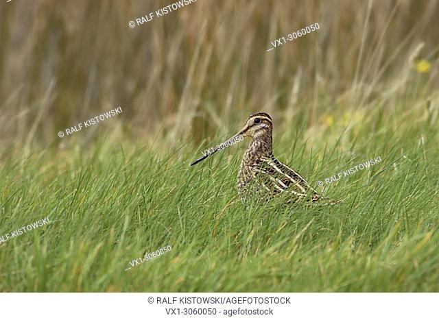 Common Snipe ( Gallinago gallinago ) sitting in grass of a wet meadow, in its typical habitat, nice side view, wildlife, Europe
