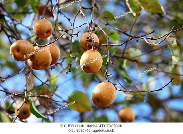 pear tree growing