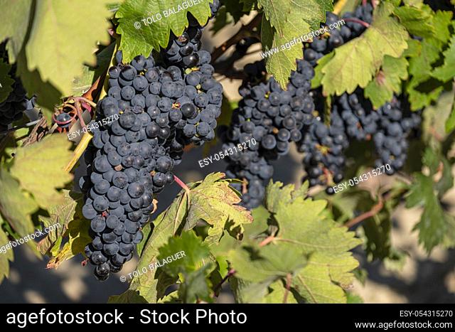 racimos de uva, viñas entre Briones y San Asensio, La Rioja, Spain