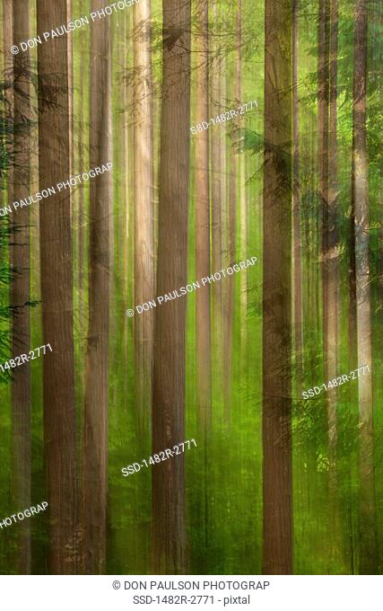 USA, Oregon, Columbia River Gorge, Elowah Falls Trail, View of tree trunks