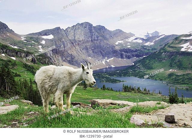 Mountain Goat (Oreamnos americanus), juvenile shedding winter coat over Hidden Lake, Glacier National Park, Montana, USA