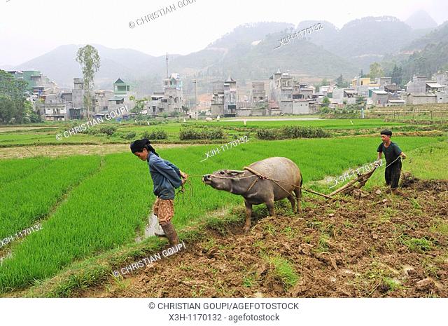 ploughing in paddy-fields around Dong Van, Ha Giang province, northern Vietnam, southeast asia