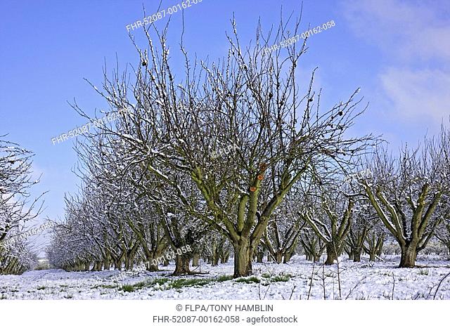 Cultivated Apple Malus domestica trees, orchard after snowfall, Vale of Evesham, Worcestershire, England, winter