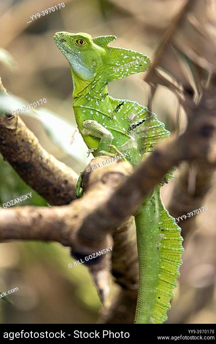 Green Basilisk or Plumed Basilisk (Basiliscus plumifrons) male - La Laguna del Lagarto Eco-Lodge, Boca Tapada, Costa Rica