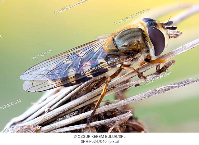 Hover fly (Eupeodes luniger) on a dried wildflower