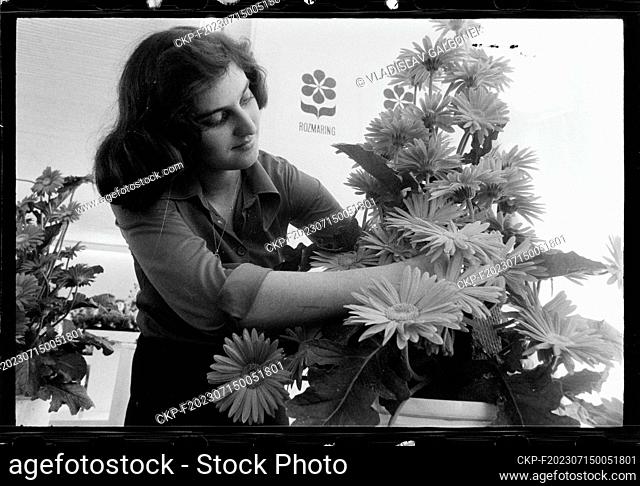 ***MAY 2, 1977 FILE PHOTO***Florist arranges flowers (gerberas) in The Hungarian People's Republic (MLR) stand during the Czech national flower exhibition with...