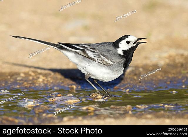 White Wagtail (Motacilla alba), side view of an adult male drinking in a puddle, Abruzzo, Italy