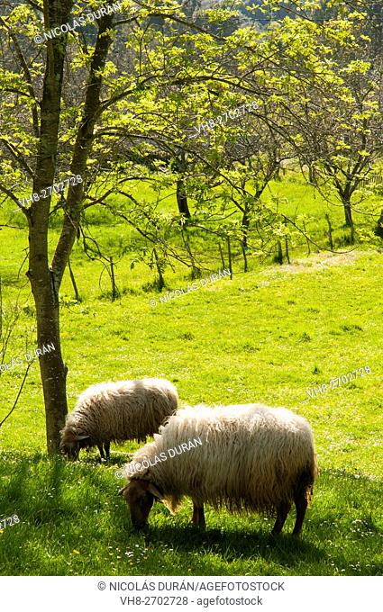 Spain, Asturias, Pria, Asturian sheep