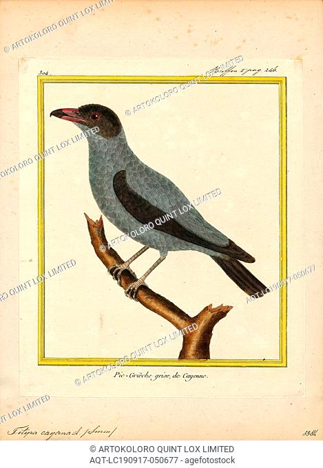 Tityra cayana, Print, The black-tailed tityra (Tityra cayana) is a medium-sized passerine bird of tropical South America
