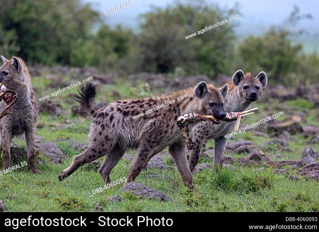 Africa, East Africa, Kenya, Masai Mara National Reserve, National Park, Spotted hyena (Crocuta crocuta), adult, in the savanna, fight for bones