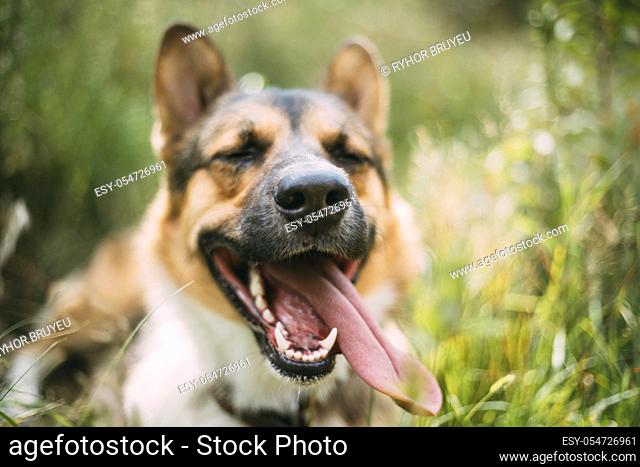 Funny Mixed Breed Dog Sitting In Green Grass. Lovely Pet. Smiling Dog With Tongue. Close Up Portrait
