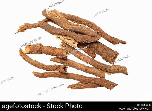 Medicinal plant Taiga root, prickly panax, Siberian ginseng, Eleutheroccus senticosus, Acanthopanax senticosus, Wu Jia Pi, here dried root bark