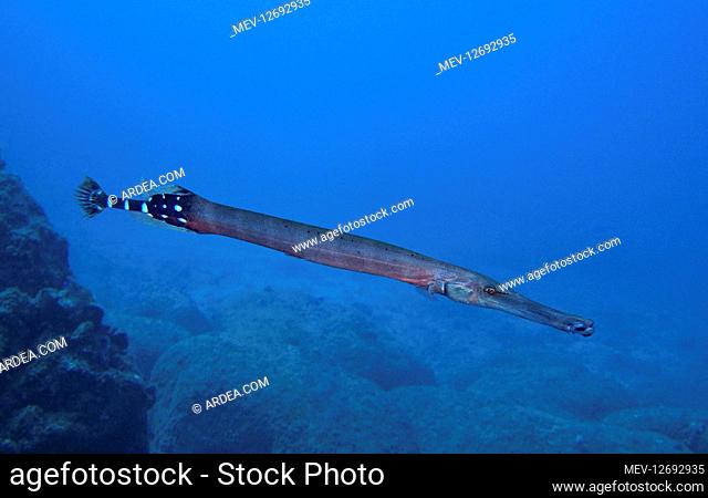 Atlantic trumpetfish, Aulostomus strigosus. Is considered a follower fish in that it will swim with schools of other species of fish, especially large