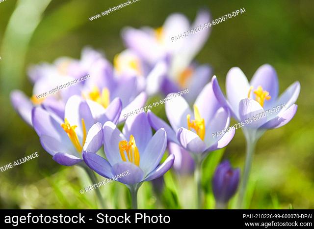 25 February 2021, Berlin: Crocuses, one of the first flowers of spring, are blooming in a garden in Berlin. Photo: Kira Hofmann/dpa-Zentralbild/ZB