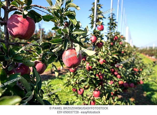 Apple orchard during apple harvesting
