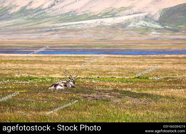 Svalbard reindeer lying down on the tundra of Svalbard, with soft lake and mountains in the background