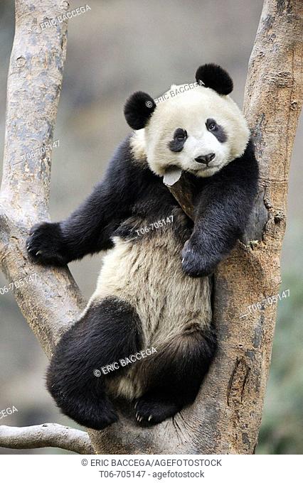 Subadult giant panda resting in a tree (Ailuropoda melanoleuca) Wolong Nature Reserve, China