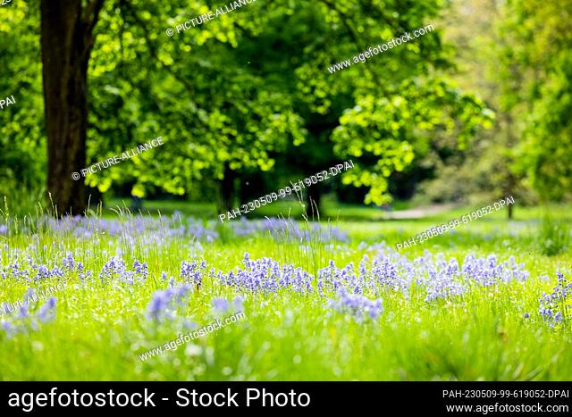 09 May 2023, North Rhine-Westphalia, Cologne: Bluebells bloom in the sunshine in the urban forest. Photo: Rolf Vennenbernd/dpa