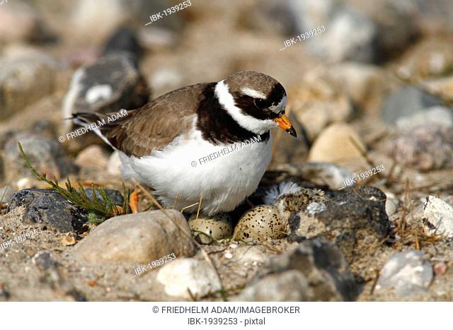 Ringed Plover (Charadrius hiaticula) sitting on its nest with two eggs and a hatched chick