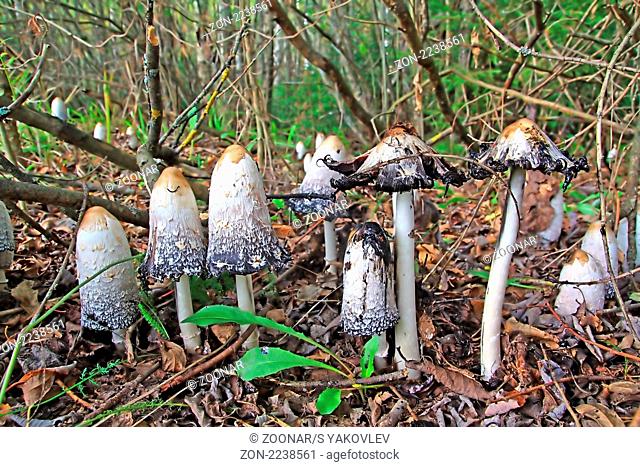 group toadstool on wood background