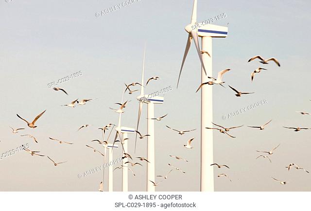 Wind turbines on the west coast of Cumbria near Workington, Cumbria, Up, with a flock of Herring Gulls flying past