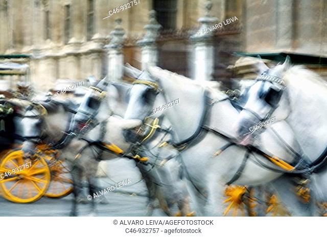 Carriages, Seville. Andalusia, Spain