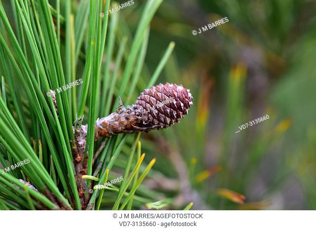 Aleppo pine (Pinus halepensis) is a coniferous tree native to Mediterranean Basin. It is specially abundant in eastern Spain. Young cone detail