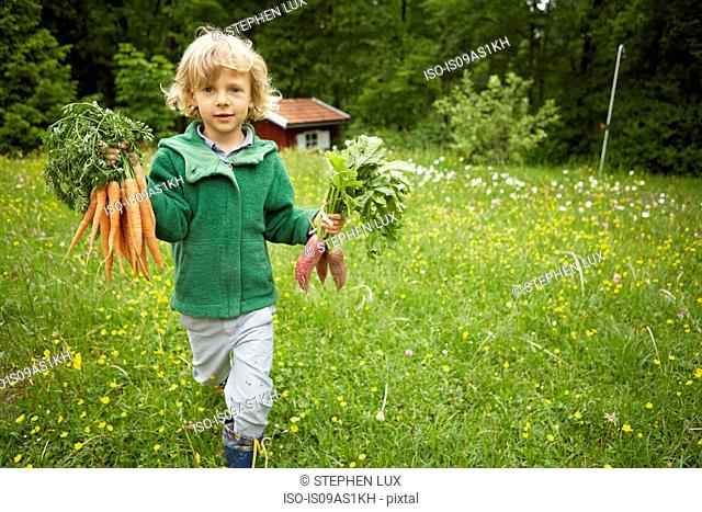 Portrait of boy carrying bunches of carrots across garden