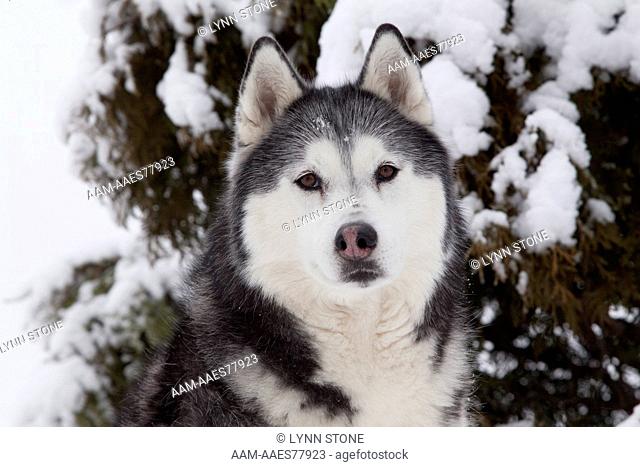 Portrait of Siberian Husky (female) sitting in snow by evergreen bush in snow cover; St. Charles, Illinois, USA (PSS)