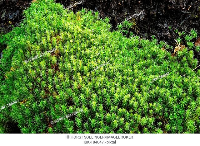 Bog, Polytrichium commune growing on peaty surface as a pioneer plant