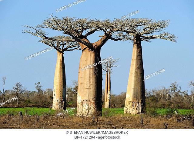 Group of Baobabs (Adansonia grandidieri), Morondava, Madagascar, Africa