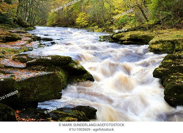 The Strid on the River Wharfe in Full Flow After Heavy Rain Yorkshire Dales National Park England