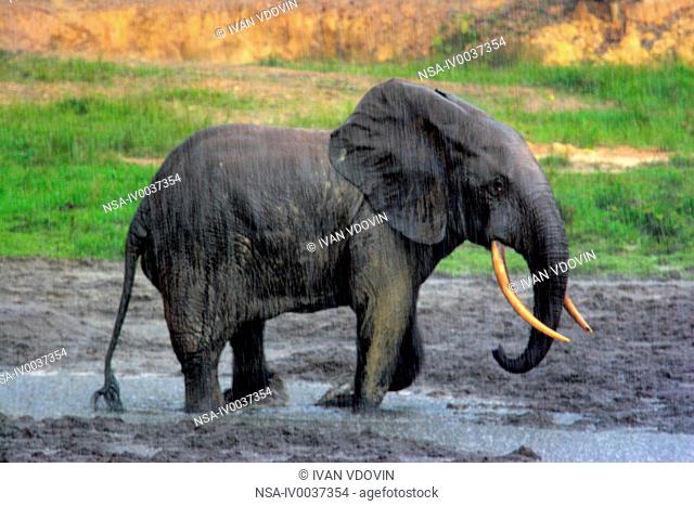Forest Elephant Loxodonta cyclotis, Dzanga Ndoki National Park, SW Central African Republic