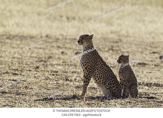 Cheetah (Acinonyx jubatus). Female with cub. Kalahari Desert, Kgalagadi Transfrontier Park, South Africa