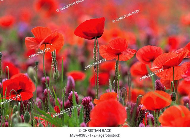 Field with crimson clover and field poppy, Trifolium incarnatum with Papaver rhoeas, Bentfeld, Ostholstein, Holstein, Schleswig - Holstein, Germany
