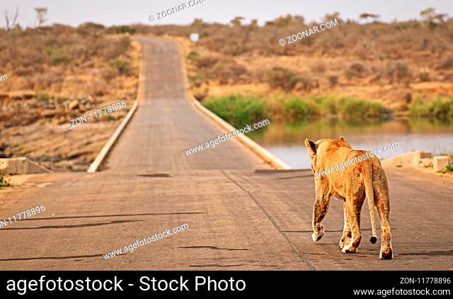 Löwin marschiert über die Brücke bei Lower Sabie, Kruger NP, Südafrika - lioness walks over the bridge at Lower Sabie, Kruger NP, South Africa