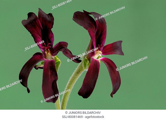 DEU, 2008: Umckaloabo, South African Geranium (Pelargonium sidoides, Pelargonium reniforme), flowers