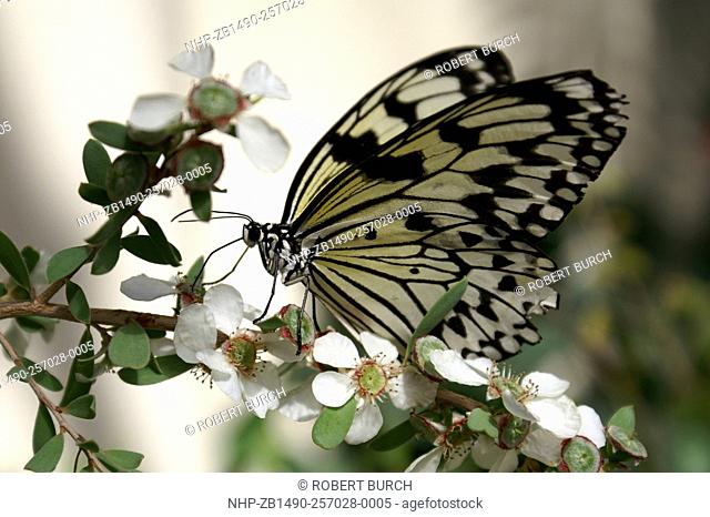 Tree Nymph butterfly (Idea leuconoe) - Montreal Botanical Gardens - Quebec