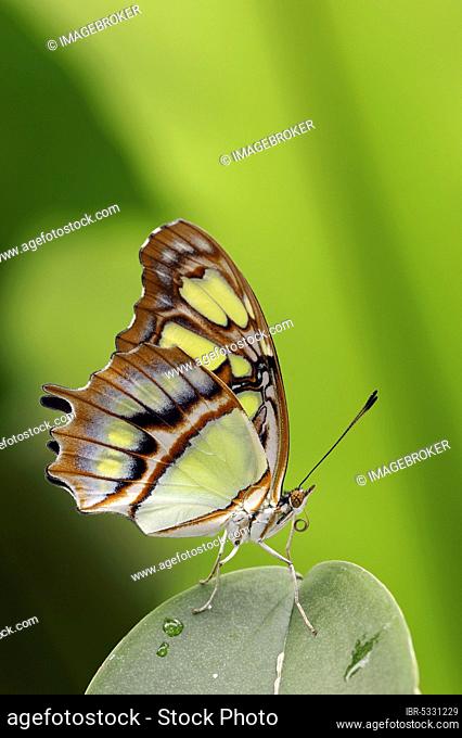 Malachite butterfly (Siproeta stelenes), malachite, bamboo page, lateral