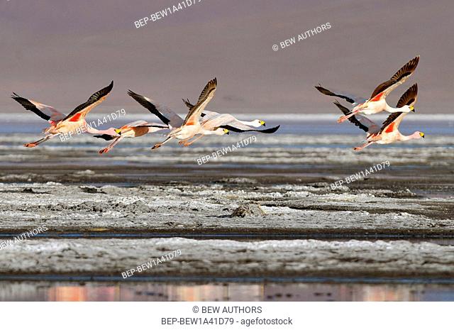 Bolivia, Laguna Colorada, the Puna Flamingo, Phoenicoparrus Jamesi