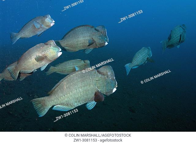 School of Bumphead Parrotfish (Bulbometopon muricatum, Scaridae family), USAT (US Army Transport) Liberty wreck dive site, Tulamben, east Bali, Indonesia