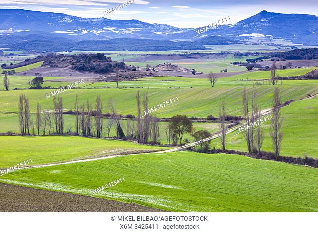 Pastures. Berrueza valley. Navarre, Spain, Europe